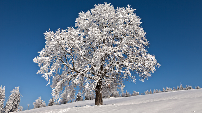 trees, landscape, winter, tree