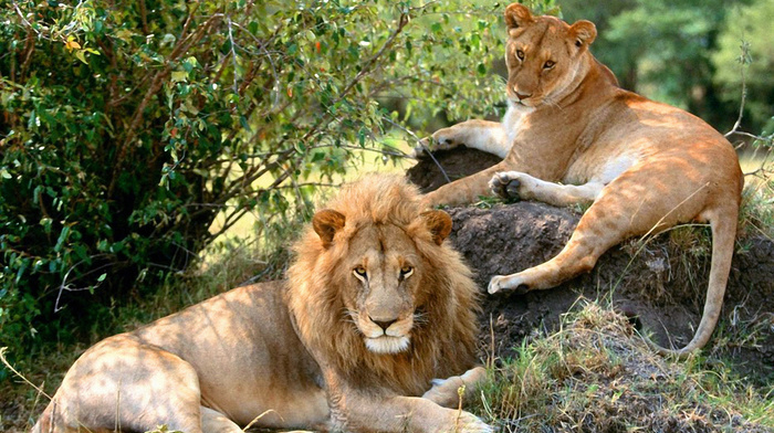 animals, nature