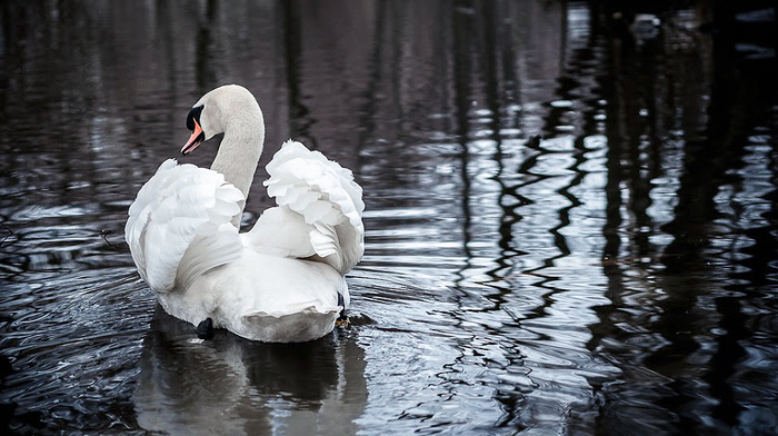 nature, animals