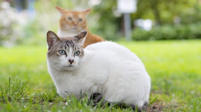 animals, grass, sight