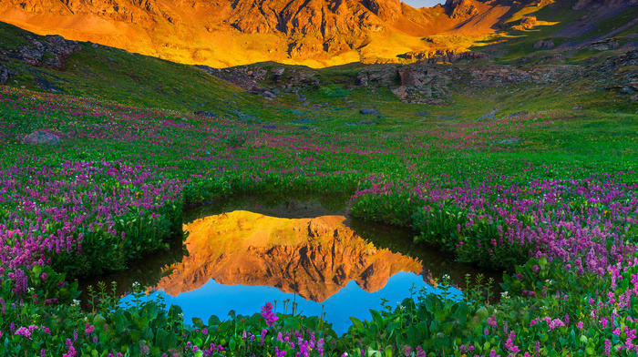 nature, flowers, reflection, mountain