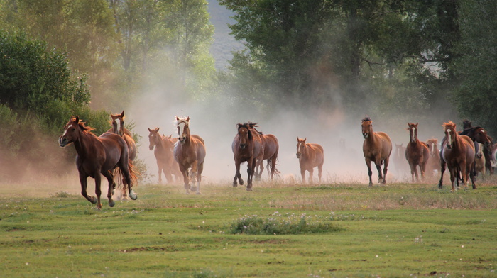 nature, animals