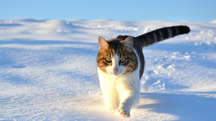 winter, animals, snow, cat