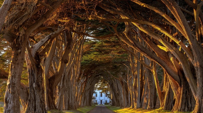 nature, trees, landscape