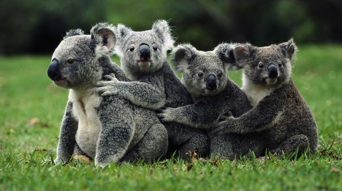 koalas, animals, nature