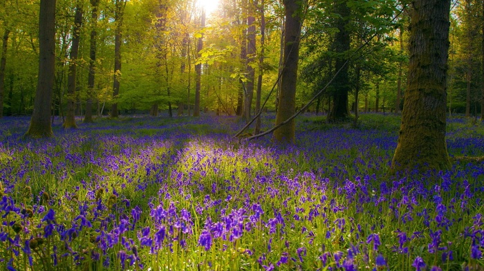 sunlight, blue flowers, flowers, forest, landscape