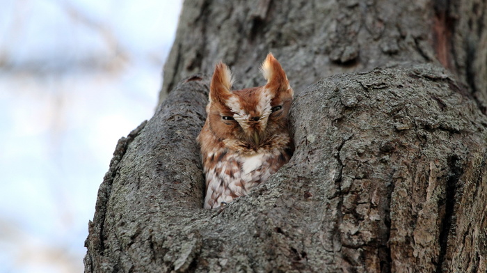 animals, tree, nature, owl