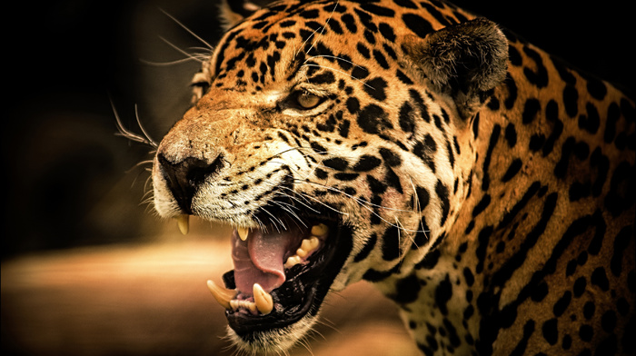 animals, sight