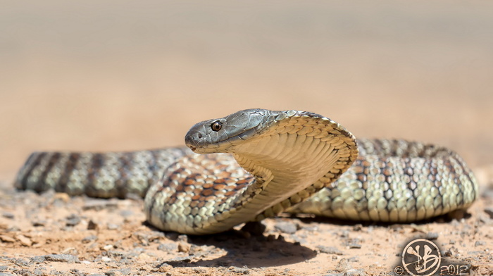 animals, nature, snake, background