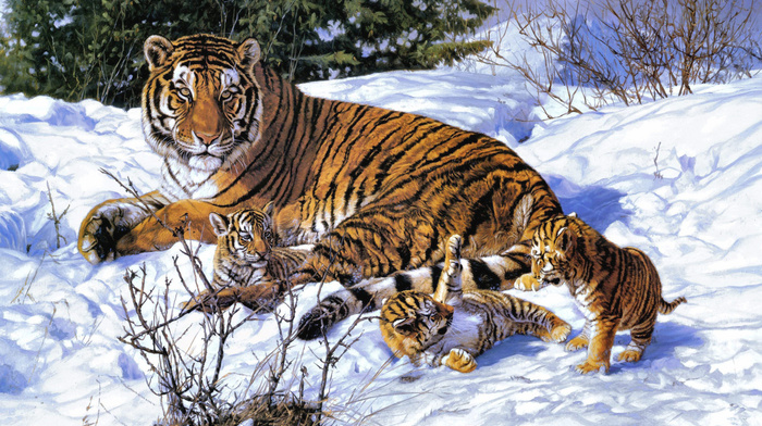 winter, animals, snow, tiger