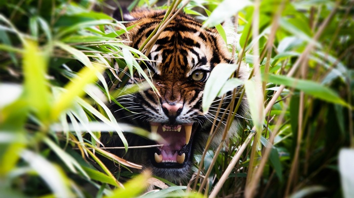 animals, tiger, roar, plants, depth of field