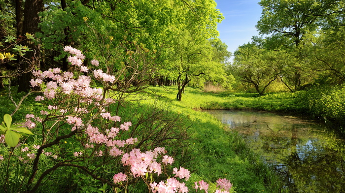 nature, forest, trees, flowers