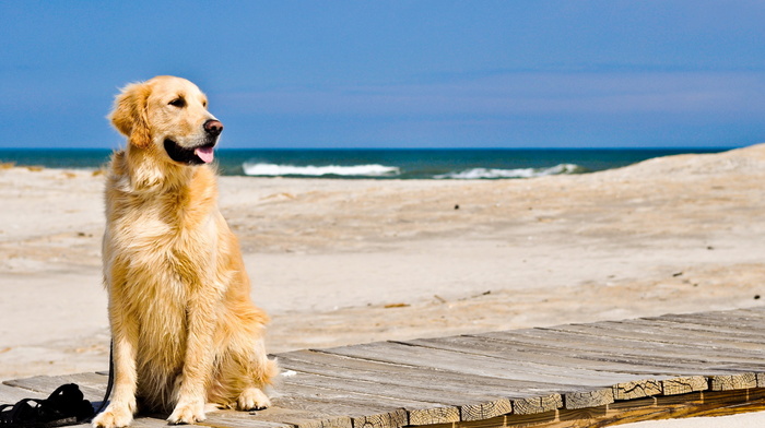 dog, sea, animals, beach