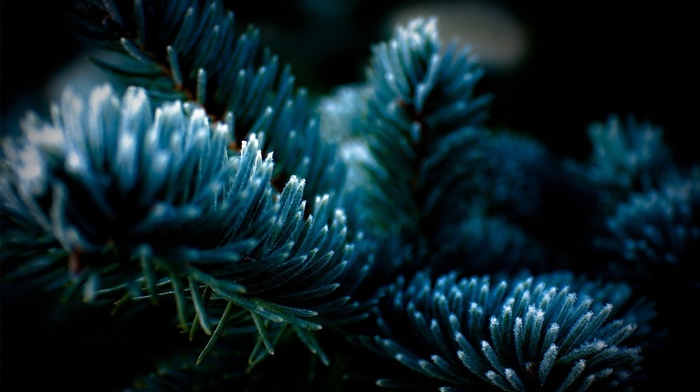 nature, fir-tree