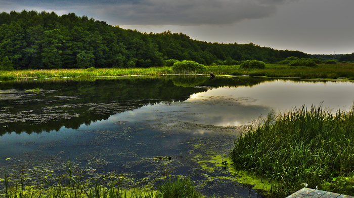 summer, lake, nature