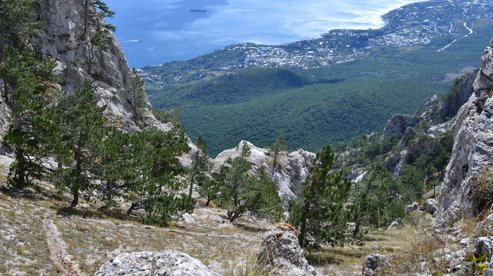 nature, forest, mountain