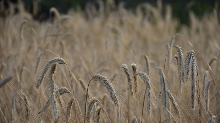 wheat, autumn