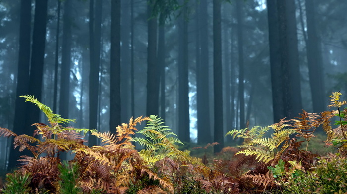 forest, landscape, nature, trees