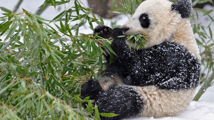 animals, snow