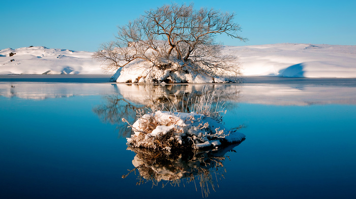 lake, tree, winter, landscape
