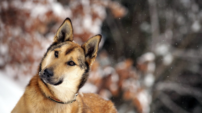 winter, animals, dog