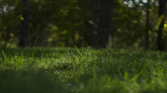 beauty, nature, grass