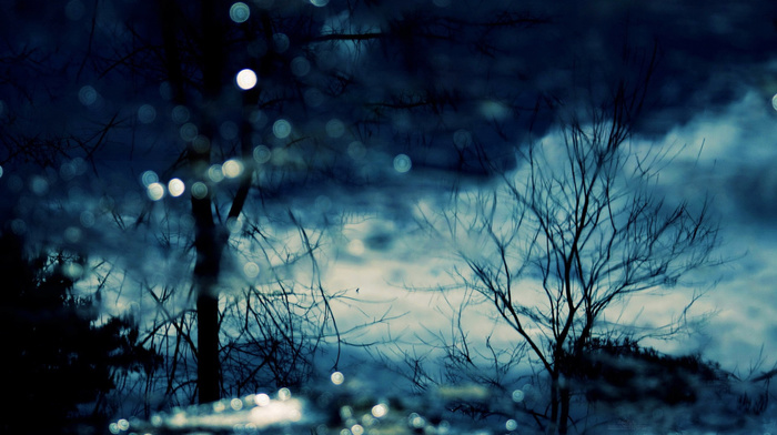 macro, snow, winter, forest