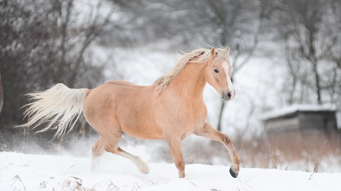 snow, 2014, horse, animals