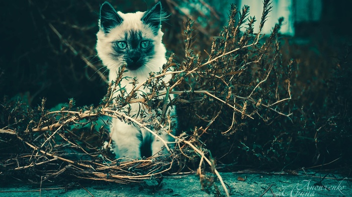 cat, animals, twigs