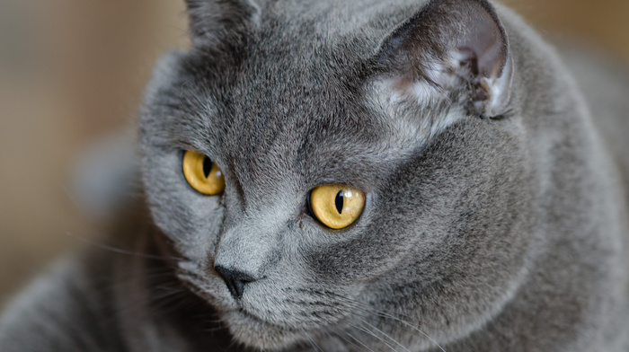 cat, gray, eyes, animals