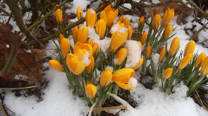 snow, winter, flowers