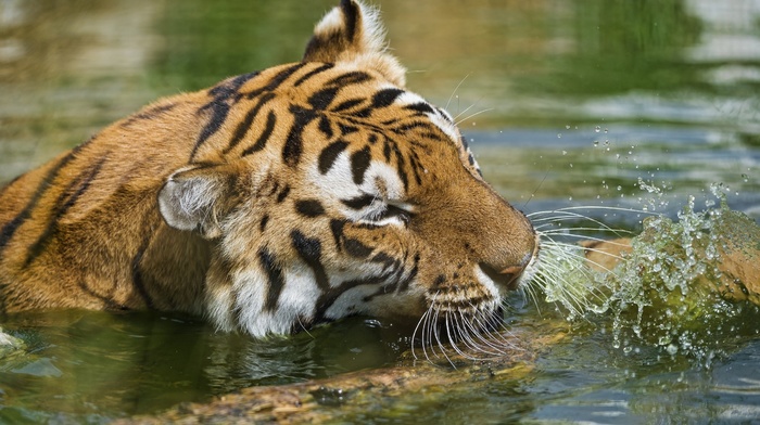 tiger, water, lake, animals