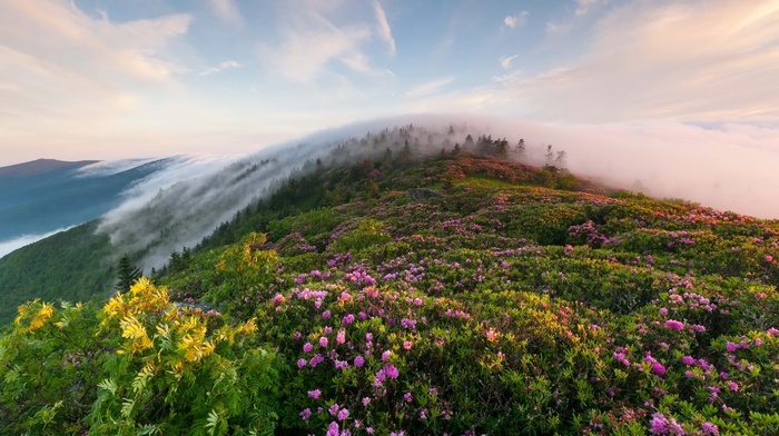 flowers, sky, mountain, beauty, nature