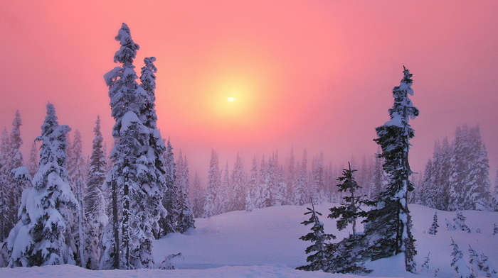mist, sunset, winter, forest, Sun