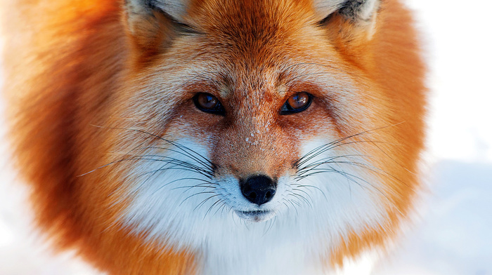 animals, fox, winter