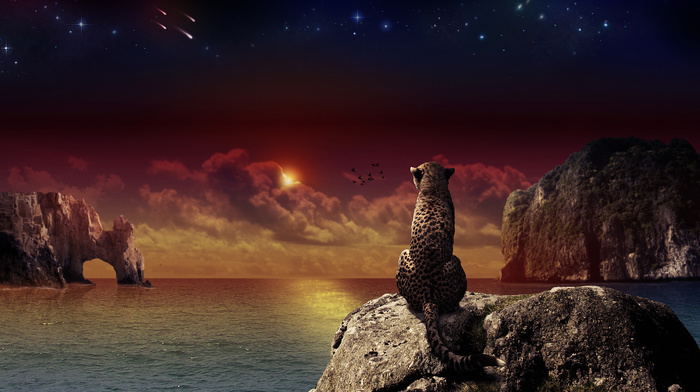 sunset, stars, rocks, stunner, sea, leopard