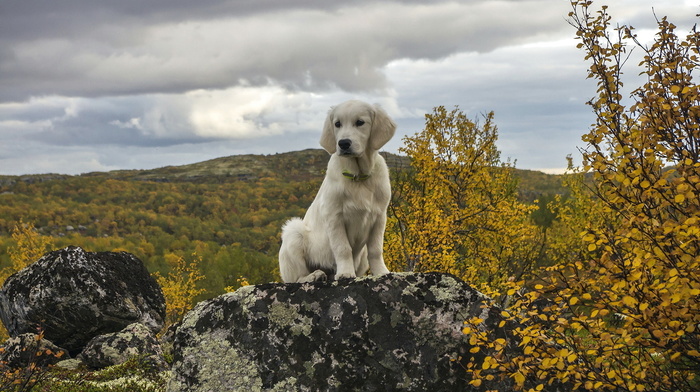 white, dog, animals, nature, stone, mountain