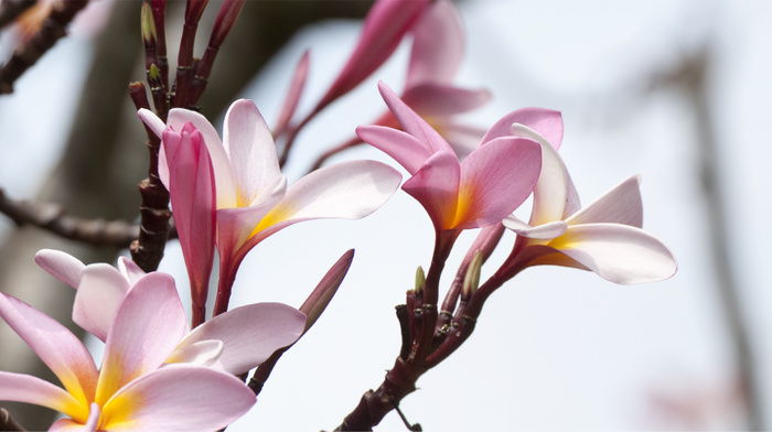 flowers, pink, yellow, nature