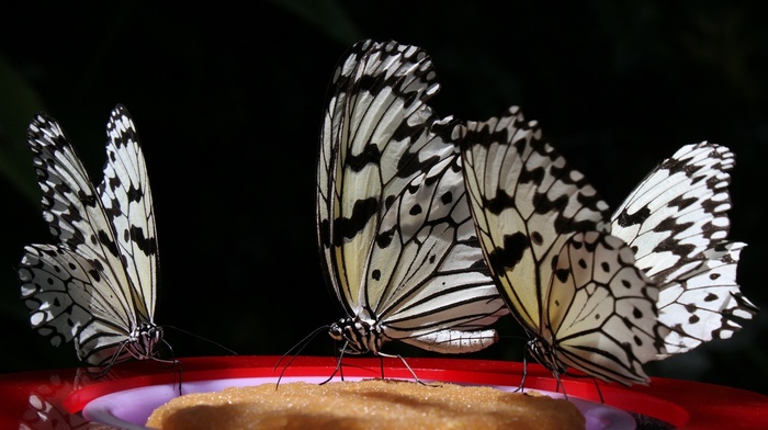 white, red, beautiful, black, nature