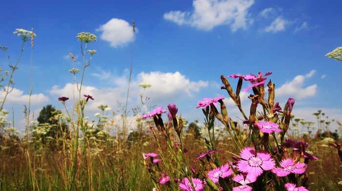flowers, sky