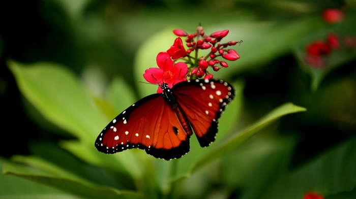 flowers, beauty, background, butterfly, nature