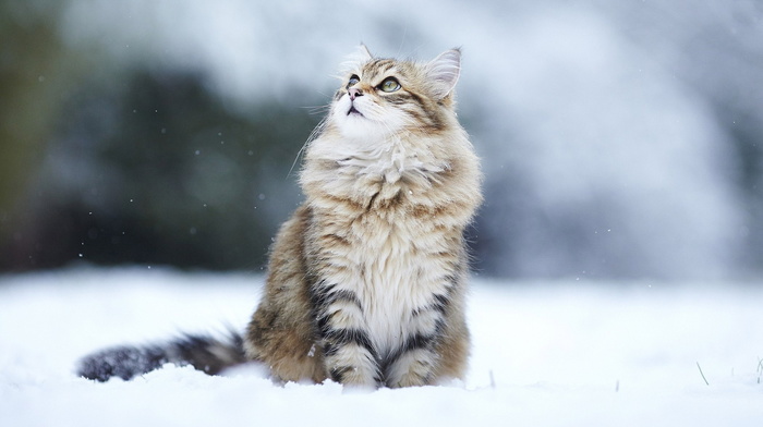 sight, animals, nature, beauty, winter, cat
