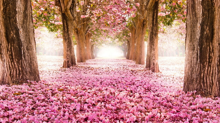 nature, beauty, trees, road, flowers, sakura