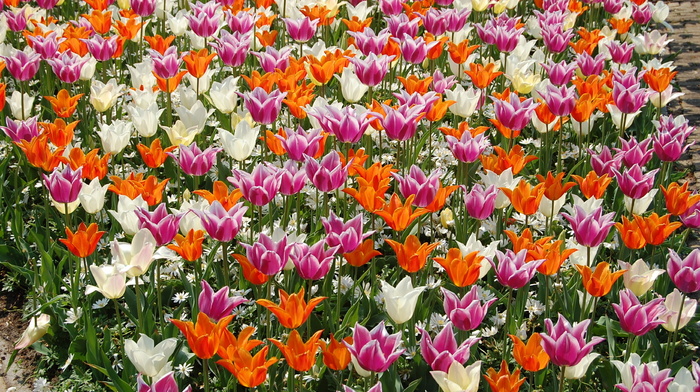 tulips, flowers, chamomile