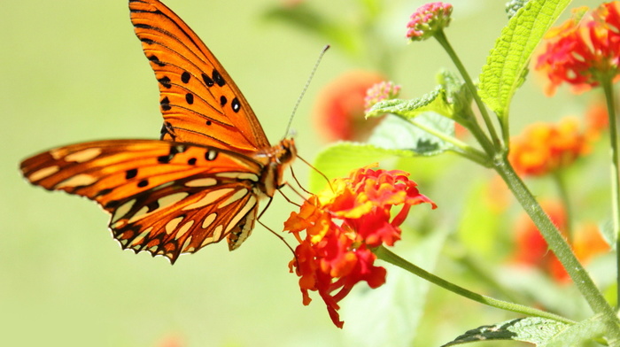 flowers, beauty, butterfly, tenderness, nature, background
