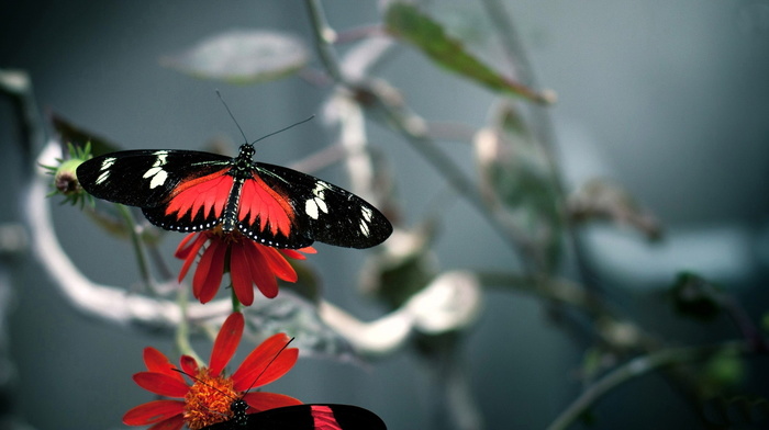 background, flowers, nature, butterfly, red, black, beauty