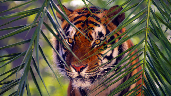 animals, tiger, sight