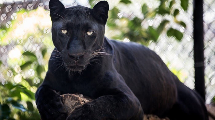 sight, animals