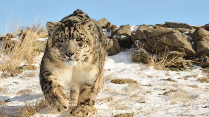 sight, nature, animals