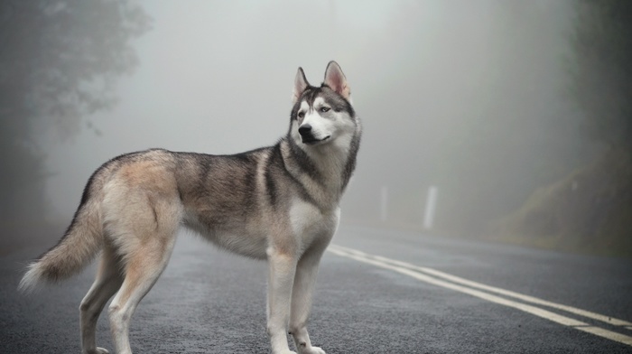 animals, mist, dog, road